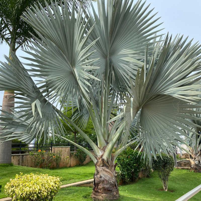 Palm Bismarckia Nobilis - View 9 from www redcrocus com