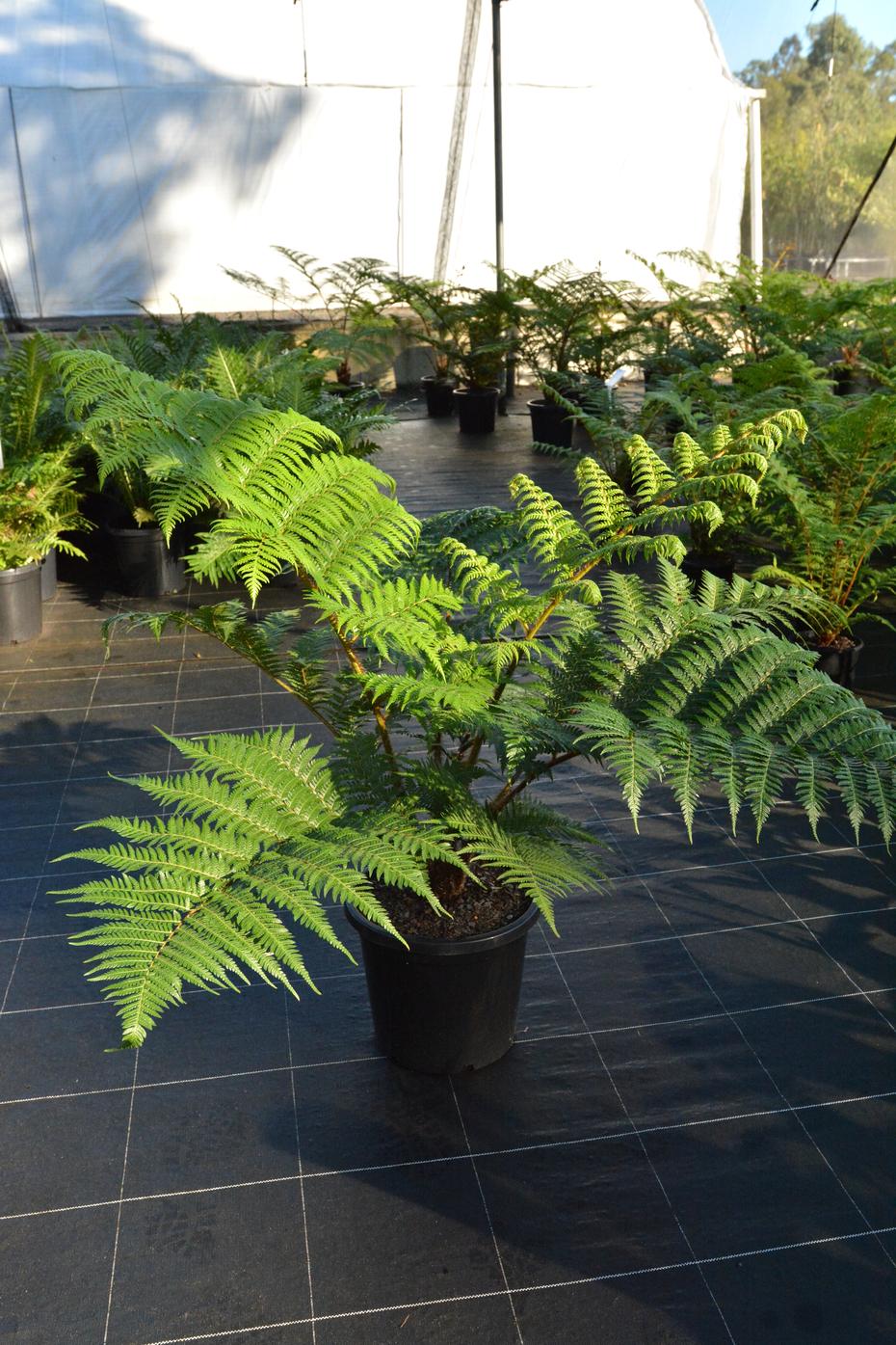 Fern Cyathea Cooperi - View 5 from www redcrocus com