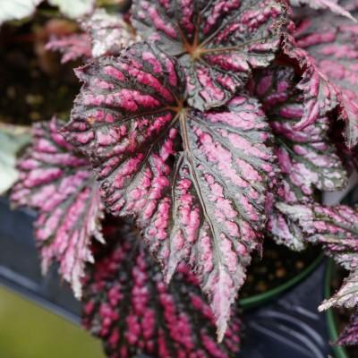 Begonia Rex Assorted - View 12 from www redcrocus com