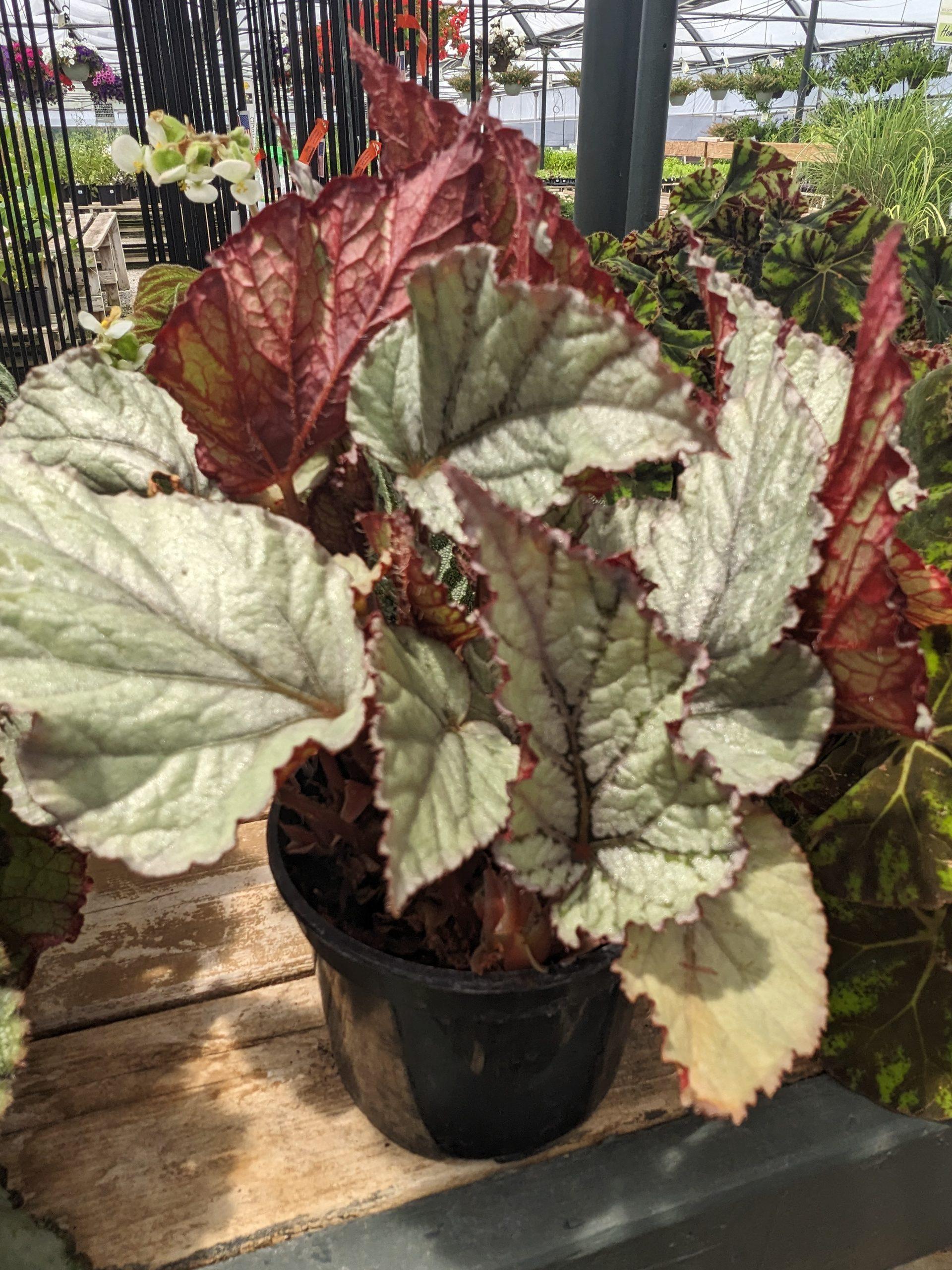 Begonia Rex Assorted - View 4 from www redcrocus com