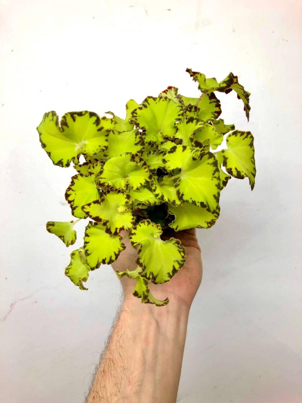 Begonia Rex Assorted - View 6 from www redcrocus com