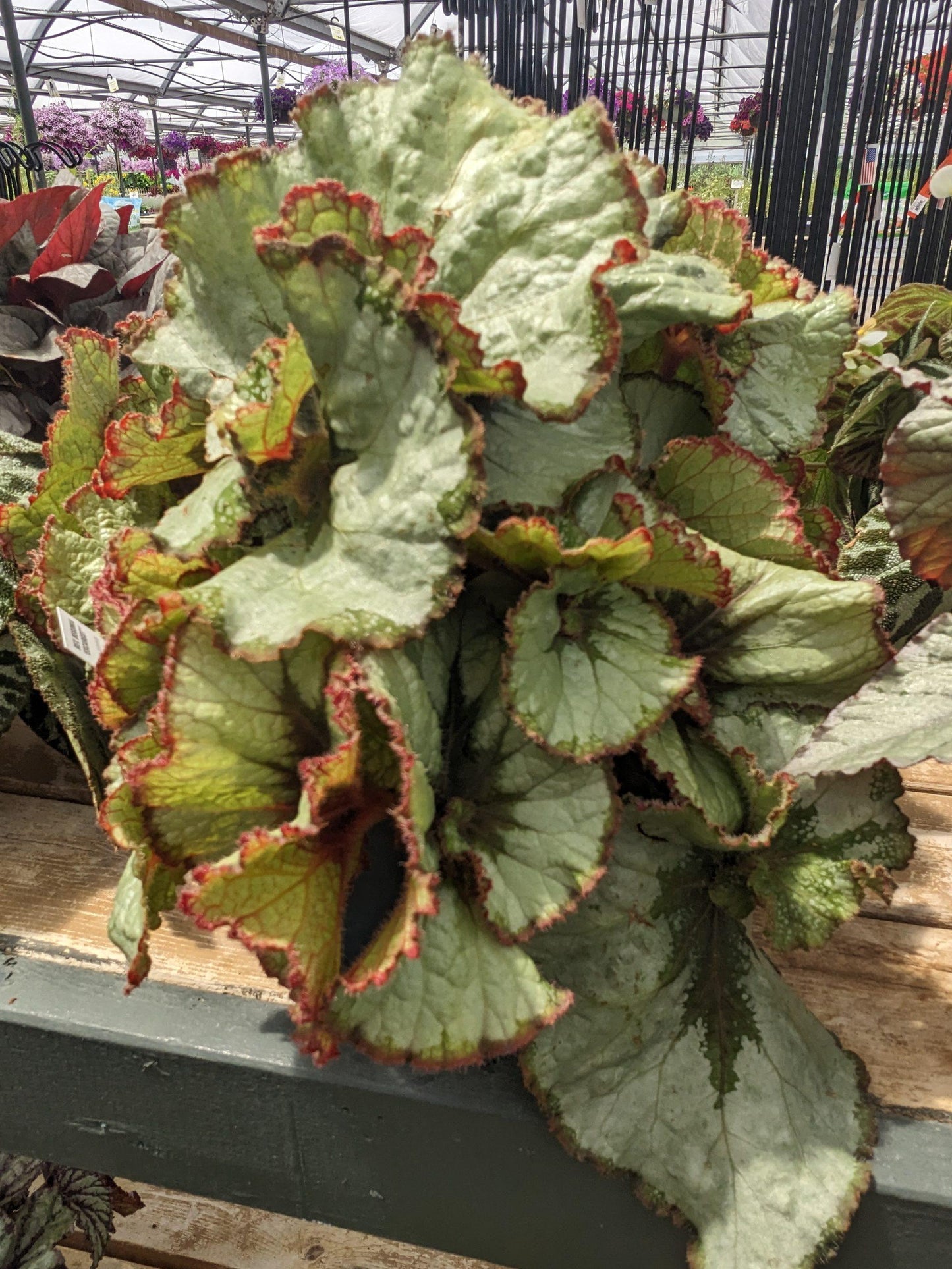 Begonia Rex Assorted - View 8 from www redcrocus com