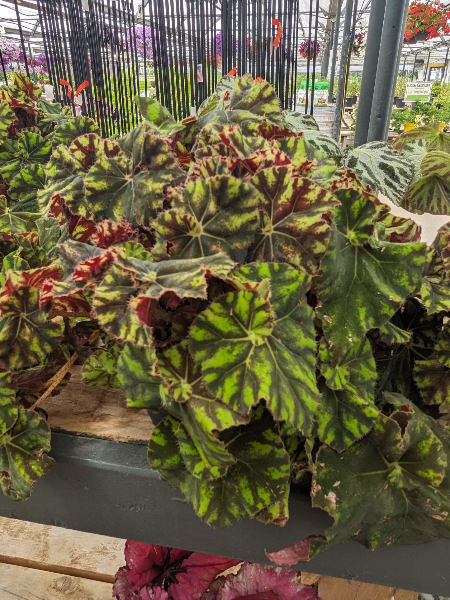 Begonia Rex Assorted - View 9 from www redcrocus com