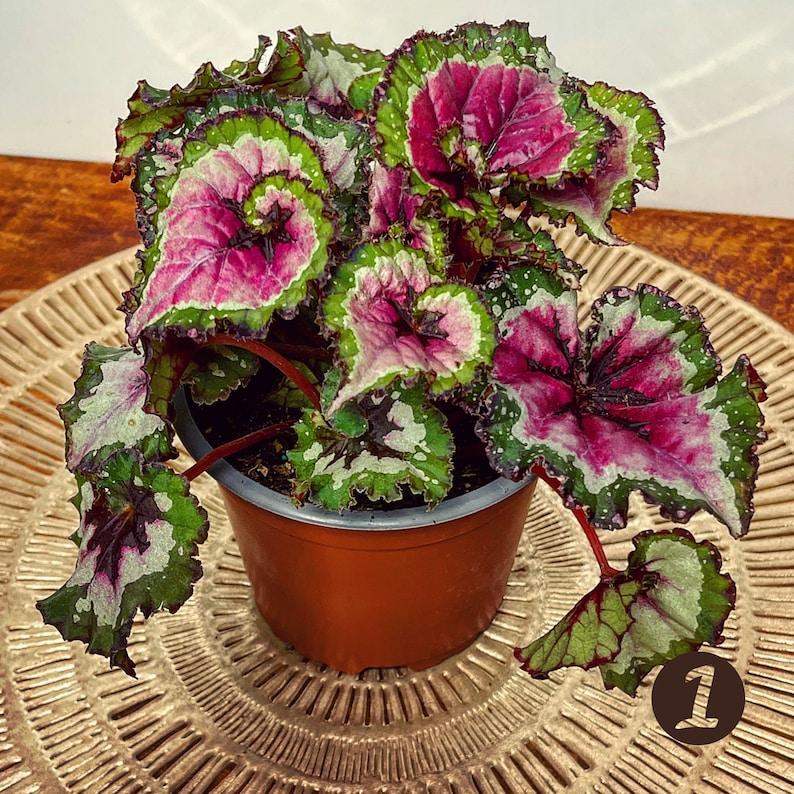 Begonia Rex Assorted - View 10 from www redcrocus com