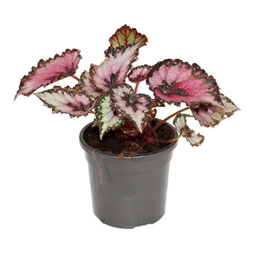 Begonia Rex Assorted - View 12 from www redcrocus com