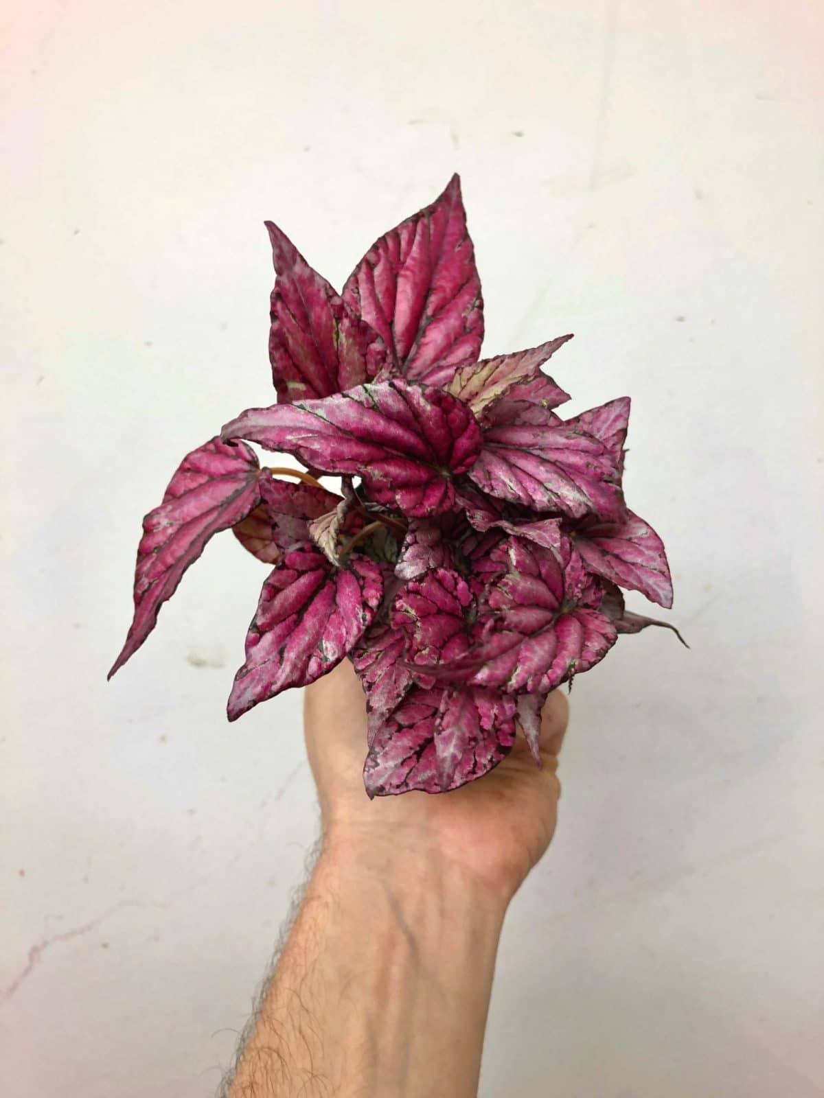 Begonia Rex Assorted - View 13 from www redcrocus com