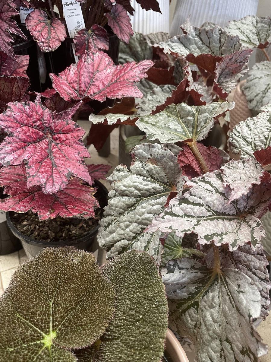 Begonia Rex Assorted - View 14 from www redcrocus com