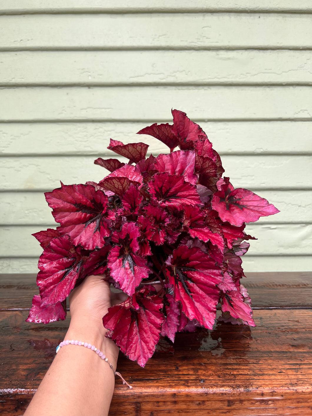 Begonia Rex Assorted - View 3 from www redcrocus com