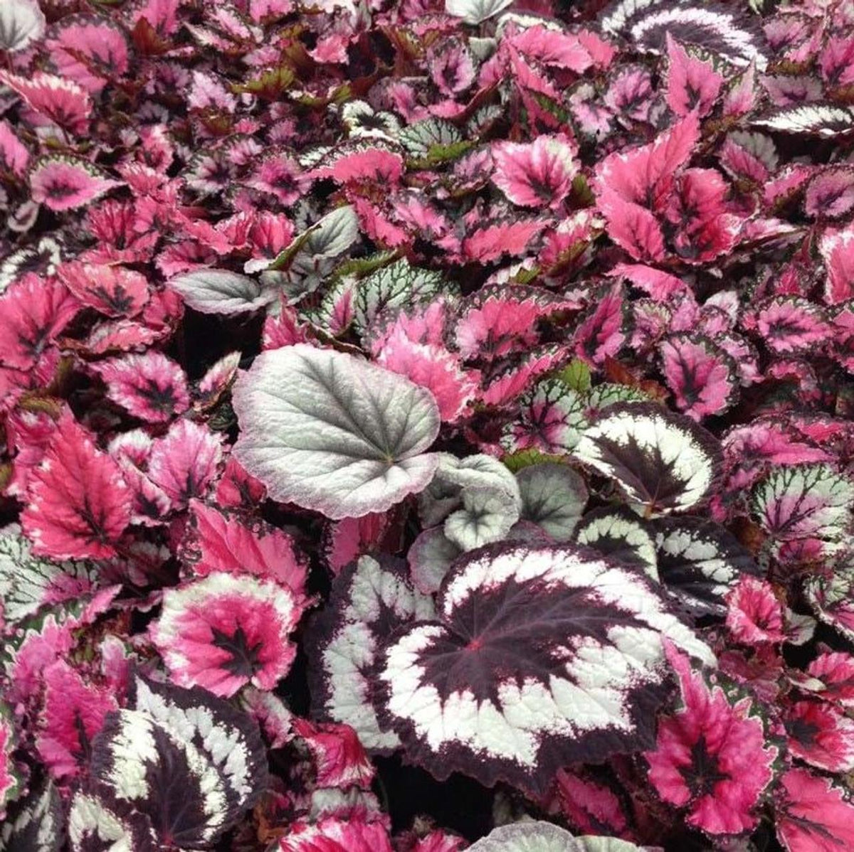 Begonia Rex Assorted - View 8 from www redcrocus com