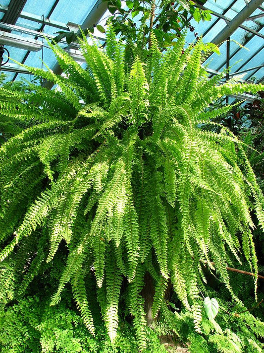Fern Nephrolepis Exaltata Bostoniensis - View 10 from www redcrocus com