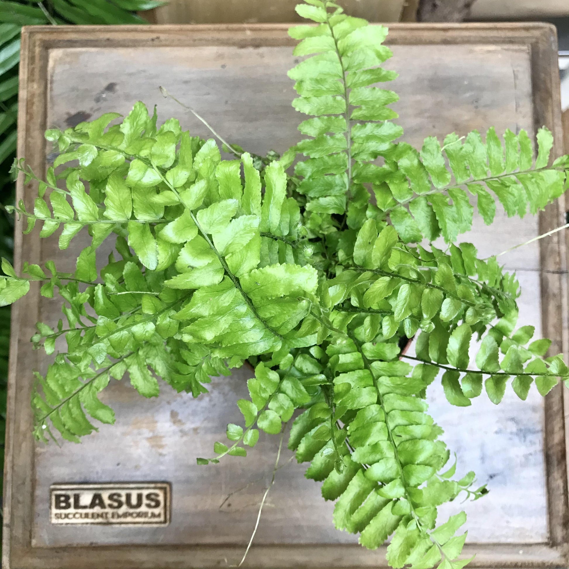 Fern Nephrolepis Exaltata Bostoniensis - View 11 from www redcrocus com