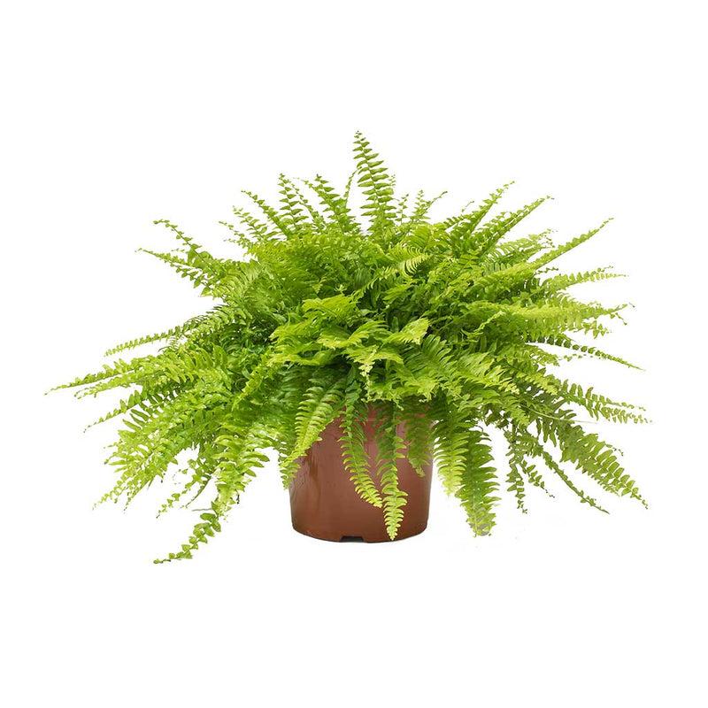 Fern Nephrolepis Exaltata Bostoniensis - View 13 from www redcrocus com