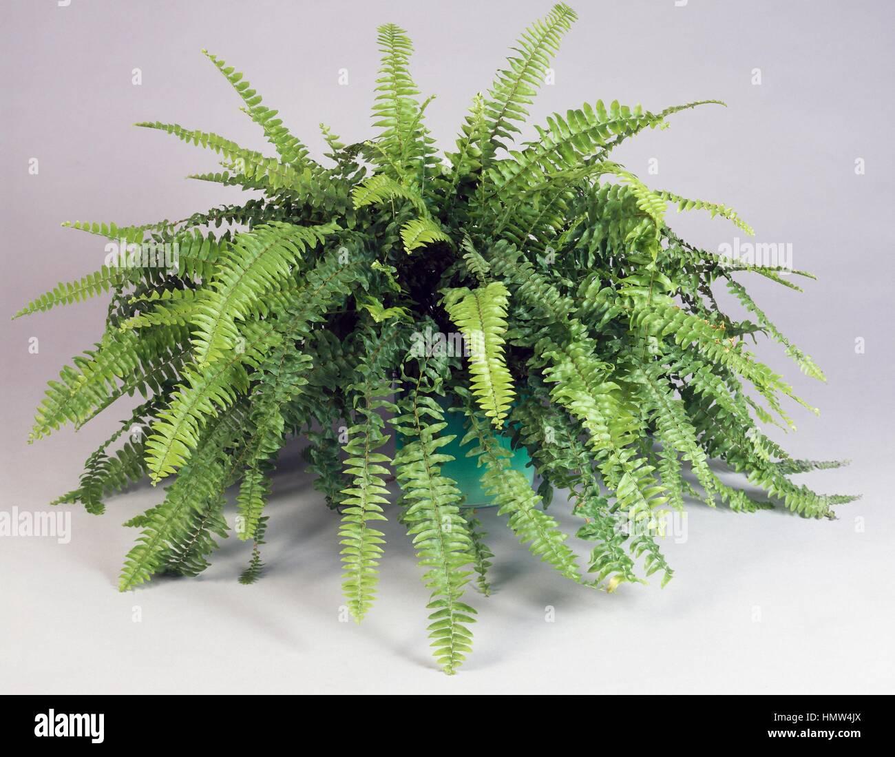 Fern Nephrolepis Exaltata Bostoniensis - View 14 from www redcrocus com