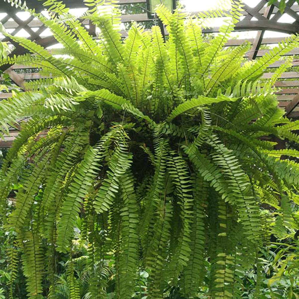 Fern Nephrolepis Exaltata Bostoniensis - View 16 from www redcrocus com