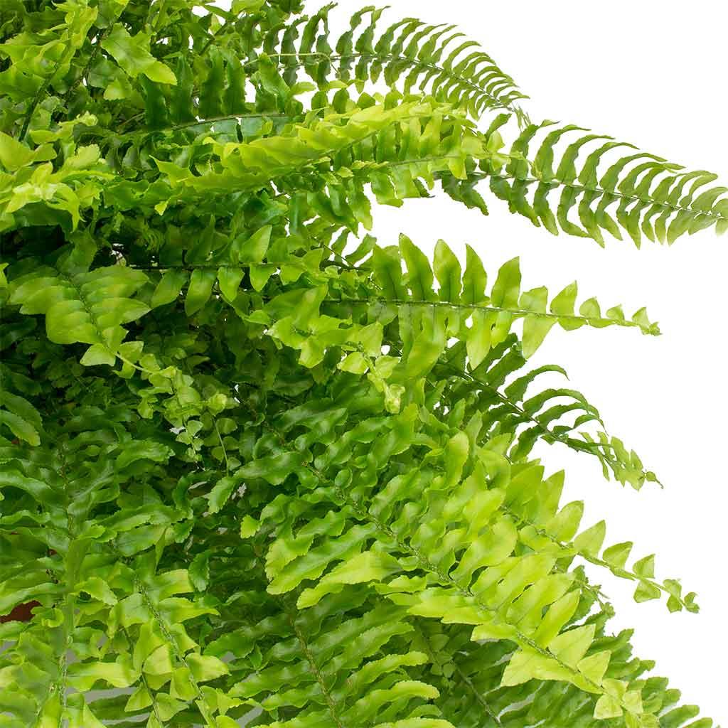Fern Nephrolepis Exaltata Bostoniensis - View 17 from www redcrocus com