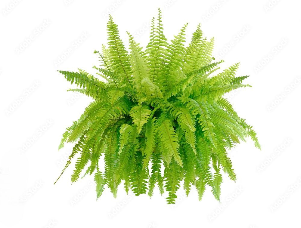 Fern Nephrolepis Exaltata Bostoniensis - View 18 from www redcrocus com