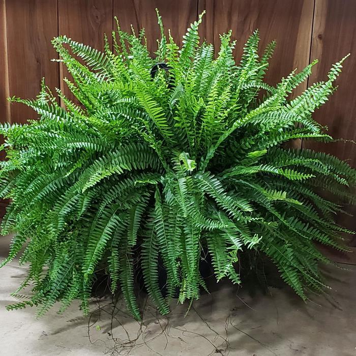 Fern Nephrolepis Exaltata Bostoniensis - View 1 from www redcrocus com