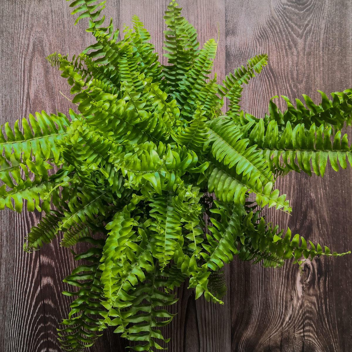 Fern Nephrolepis Exaltata Bostoniensis - View 3 from www redcrocus com