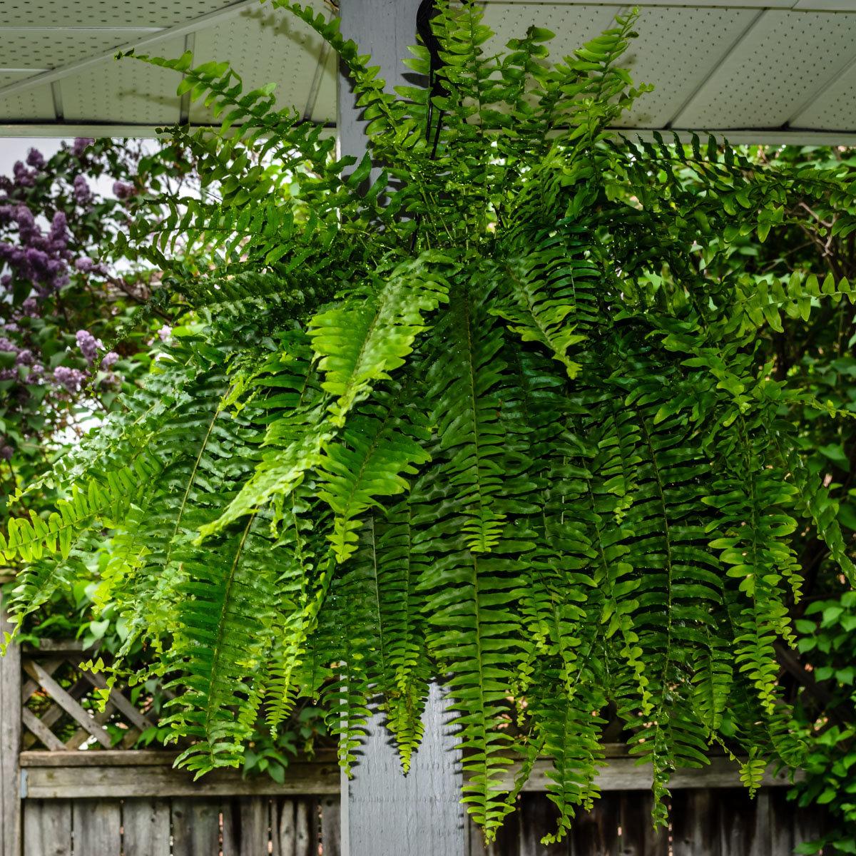 Fern Nephrolepis Exaltata Bostoniensis - View 4 from www redcrocus com