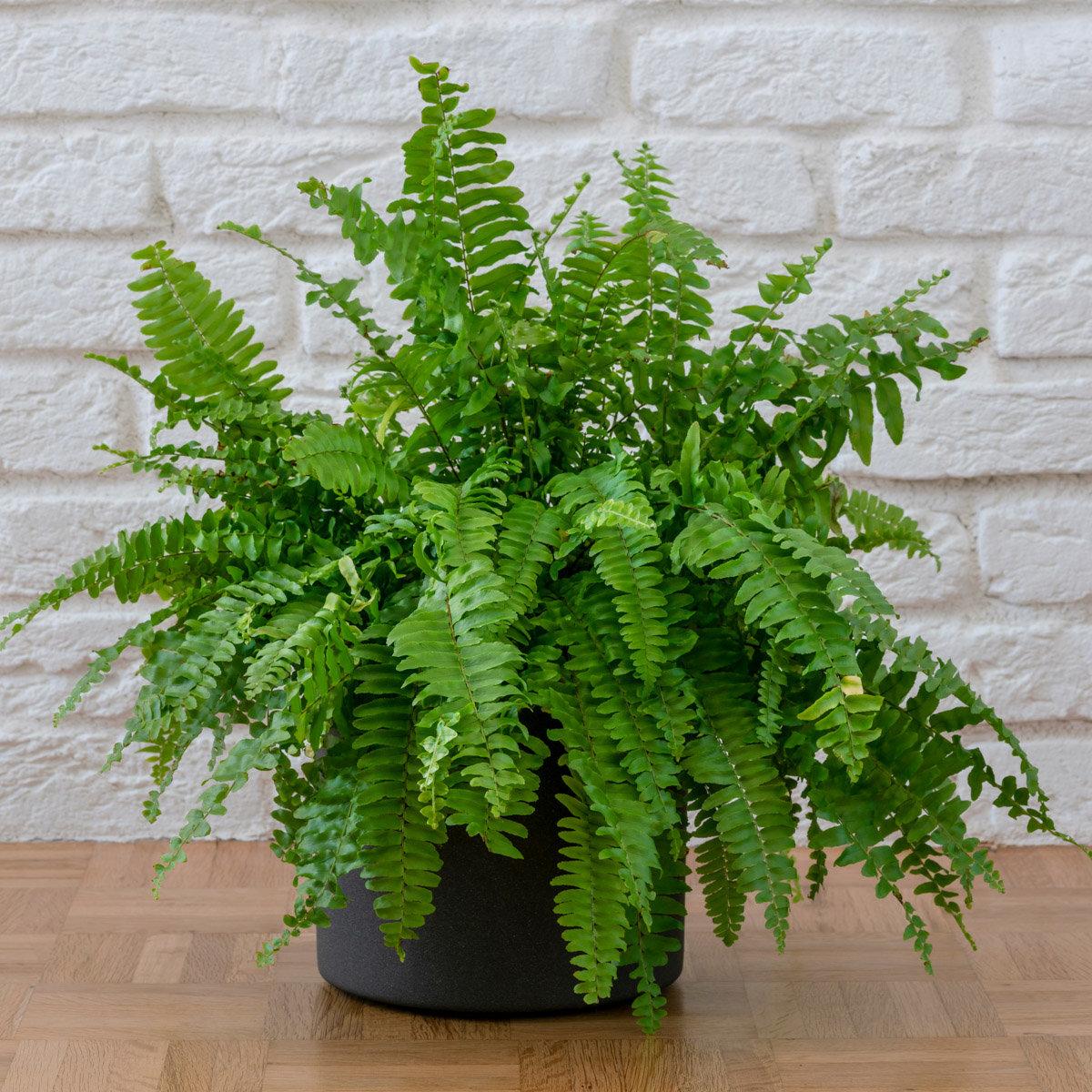 Fern Nephrolepis Exaltata Bostoniensis - View 5 from www redcrocus com