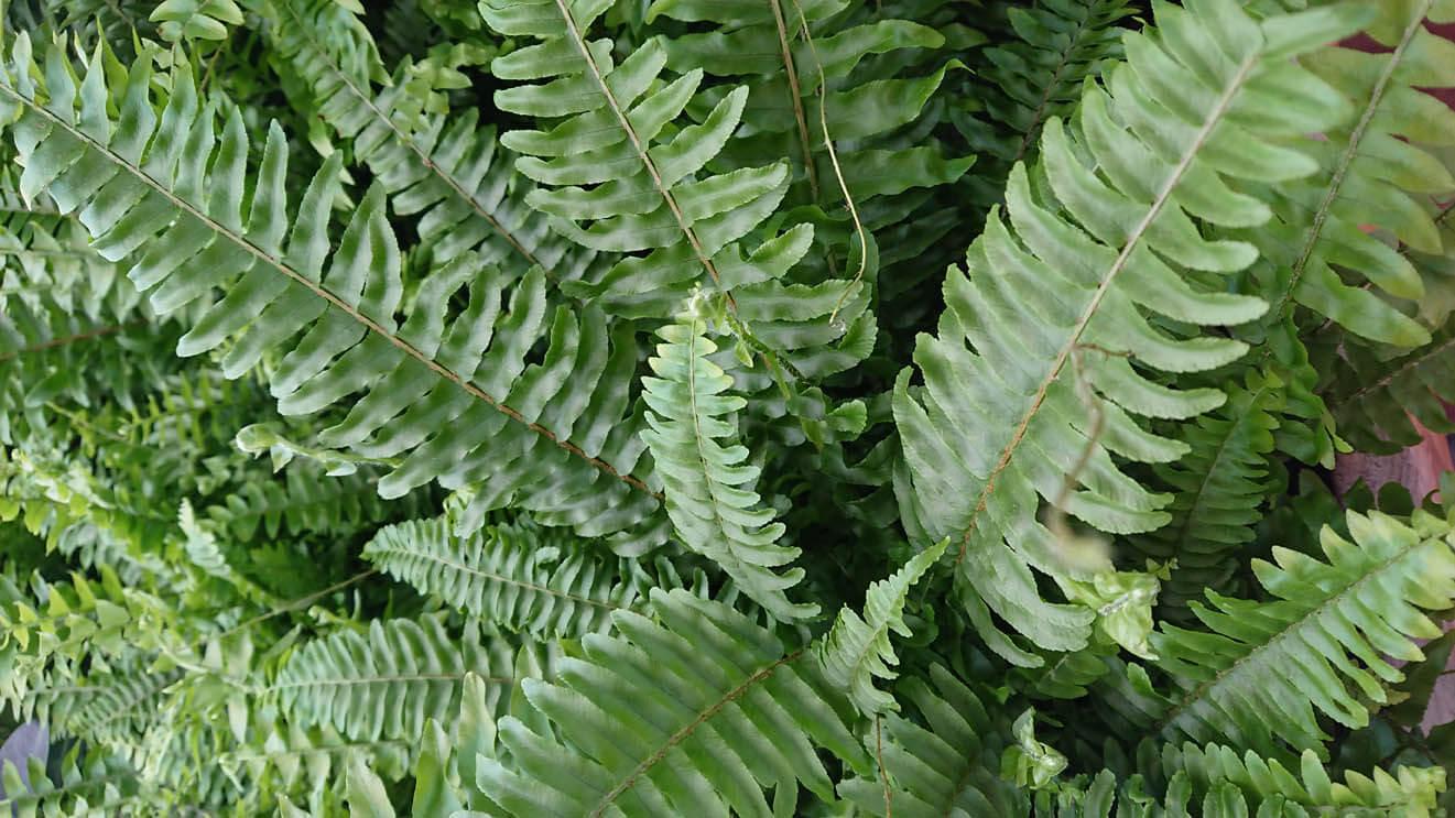 Fern Nephrolepis Exaltata Bostoniensis - View 6 from www redcrocus com