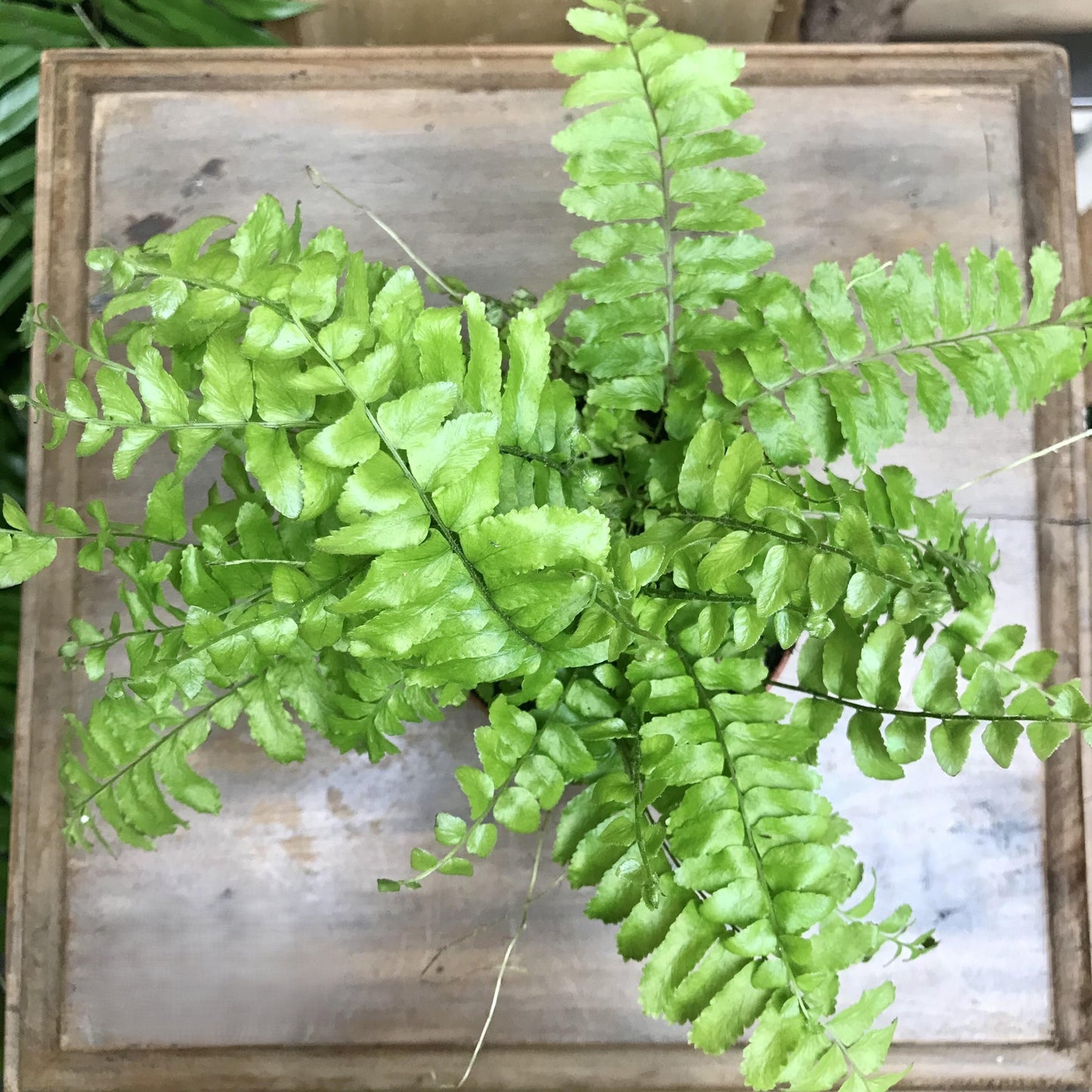Fern Nephrolepis Exaltata Bostoniensis - View 9 from www redcrocus com