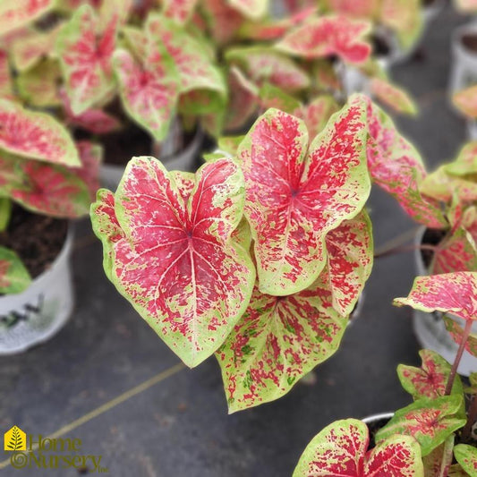 Caladium X Hortulanum Assorted - View 10 from www redcrocus com