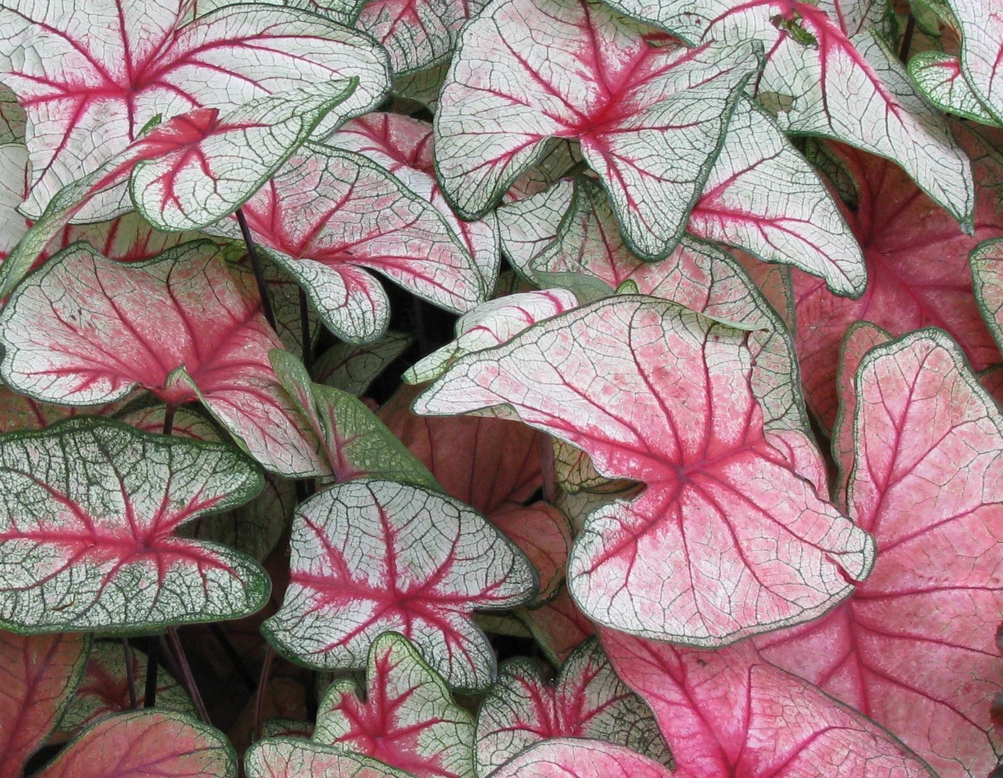 Caladium X Hortulanum Assorted - View 11 from www redcrocus com