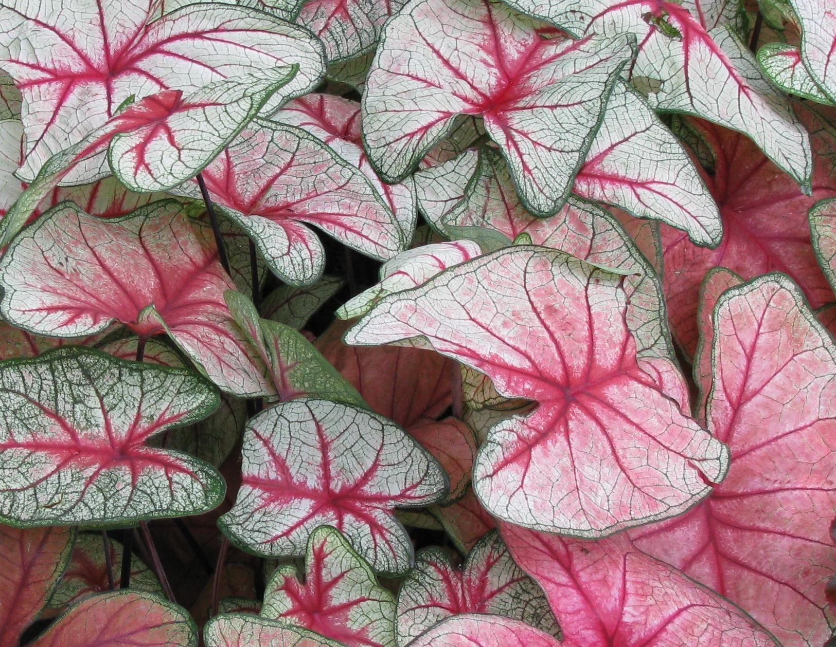 Caladium X Hortulanum Assorted - View 11 from www redcrocus com