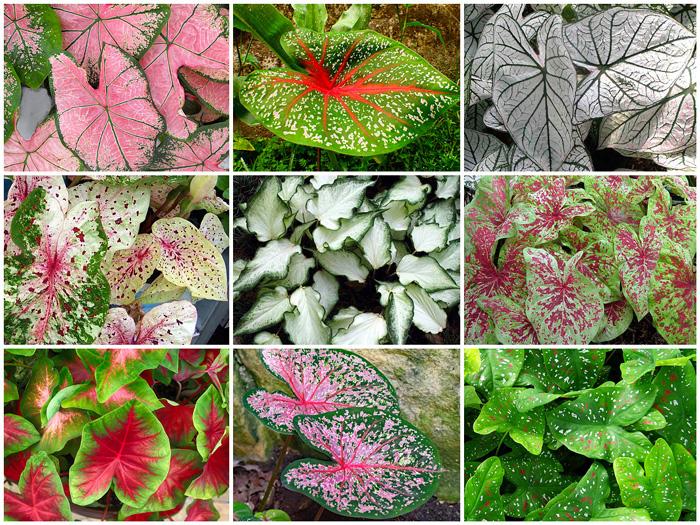 Caladium X Hortulanum Assorted - View 12 from www redcrocus com