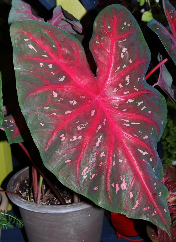 Caladium X Hortulanum Assorted - View 13 from www redcrocus com