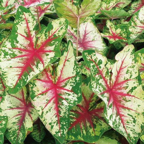 Caladium X Hortulanum Assorted - View 14 from www redcrocus com
