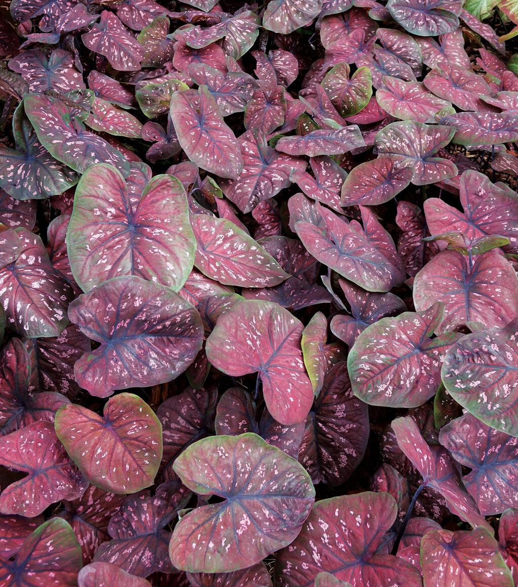 Caladium X Hortulanum Assorted - View 15 from www redcrocus com