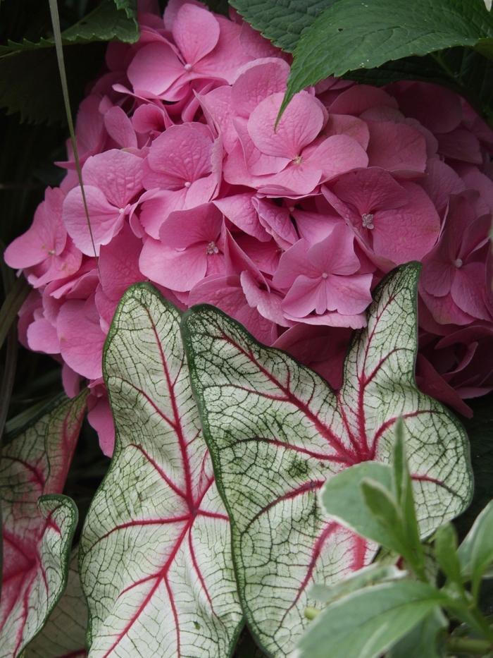 Caladium X Hortulanum Assorted - View 17 from www redcrocus com