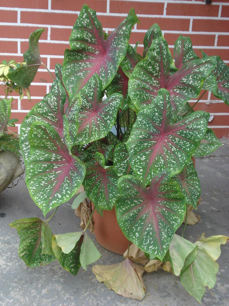 Caladium X Hortulanum Assorted - View 19 from www redcrocus com