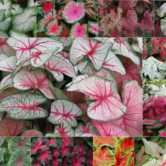 Caladium X Hortulanum Assorted - View 1 from www redcrocus com