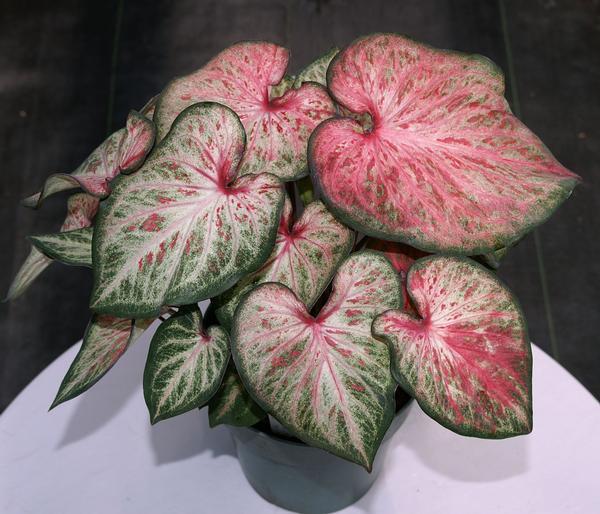 Caladium X Hortulanum Assorted - View 20 from www redcrocus com