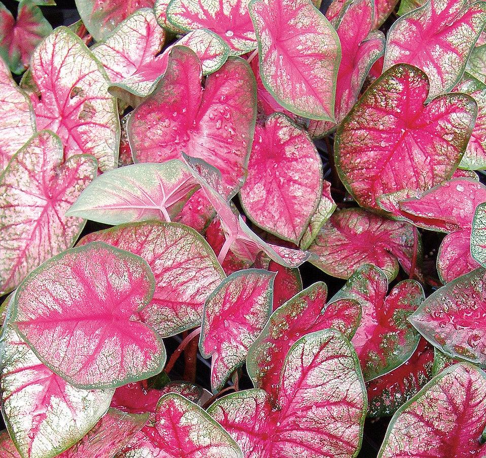 Caladium X Hortulanum Assorted - View 2 from www redcrocus com