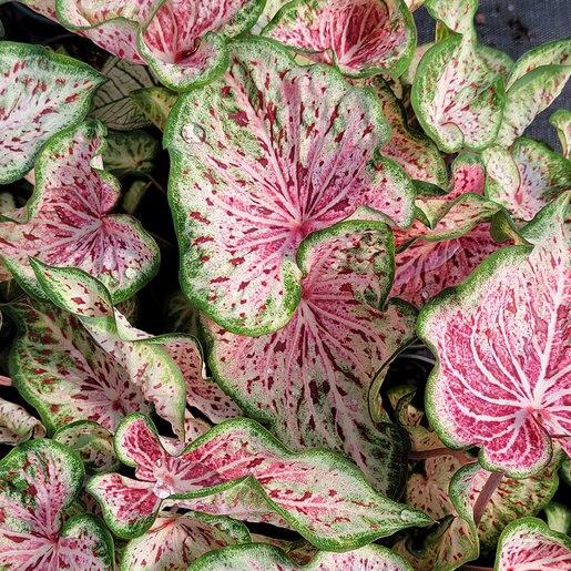 Caladium X Hortulanum Assorted - View 3 from www redcrocus com