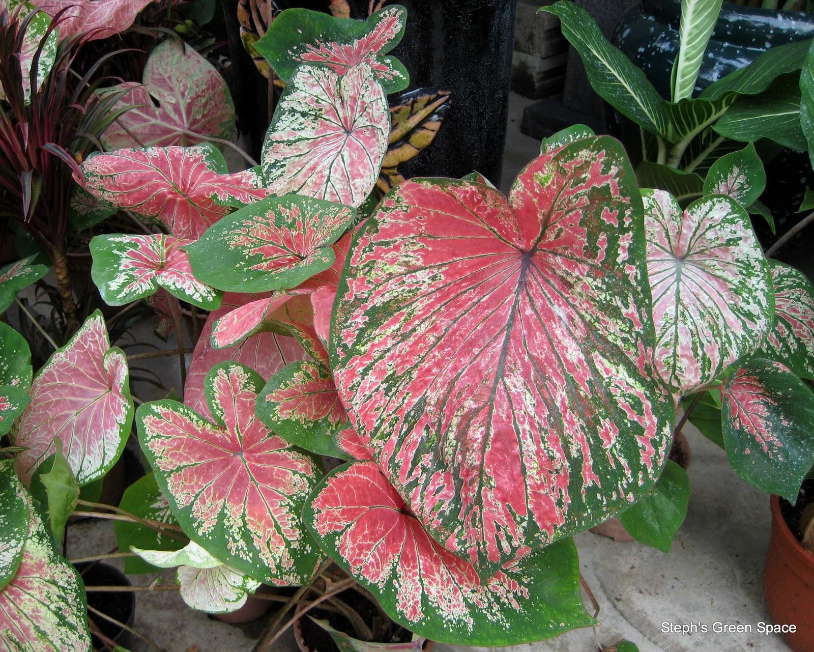 Caladium X Hortulanum Assorted - View 4 from www redcrocus com