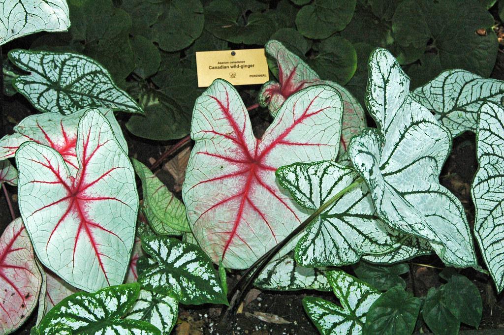 Caladium X Hortulanum Assorted - View 5 from www redcrocus com