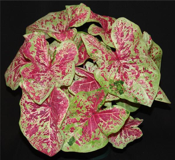 Caladium X Hortulanum Assorted - View 6 from www redcrocus com