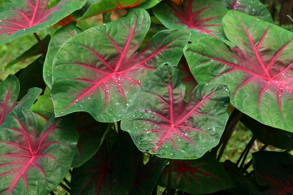 Caladium X Hortulanum Assorted - View 8 from www redcrocus com