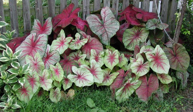 Caladium X Hortulanum Assorted - View 9 from www redcrocus com