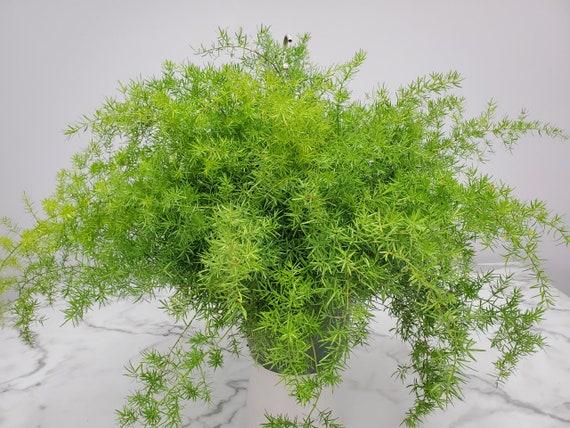 Fern Asparagus Densiflorus Sprengeri - View 11 from www redcrocus com
