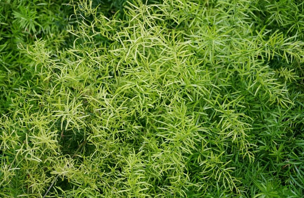 Fern Asparagus Densiflorus Sprengeri - View 5 from www redcrocus com