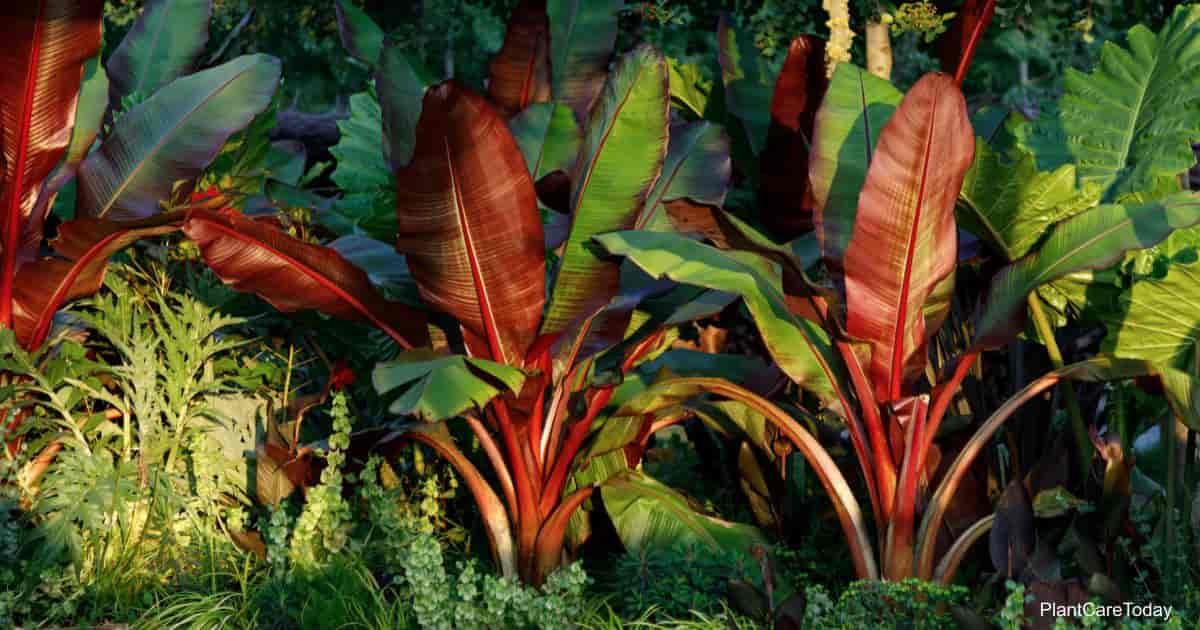 Banana Ensete Maurelii - View 10 from www redcrocus com