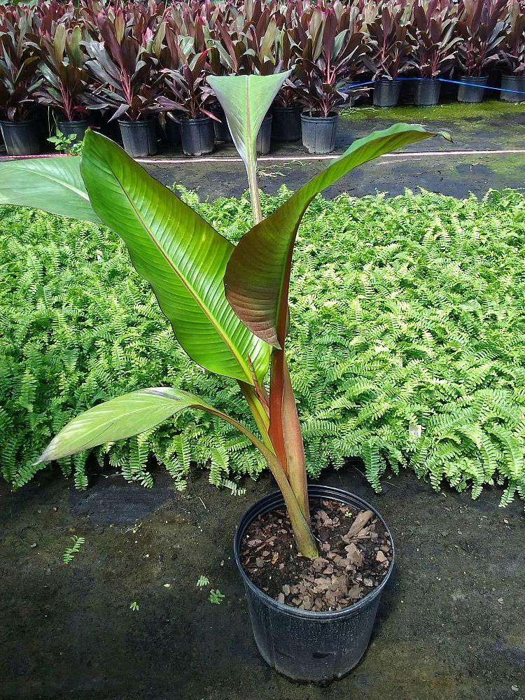 Banana Ensete Maurelii - View 16 from www redcrocus com