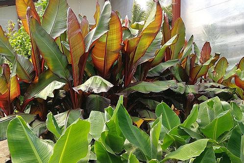 Banana Ensete Maurelii - View 19 from www redcrocus com
