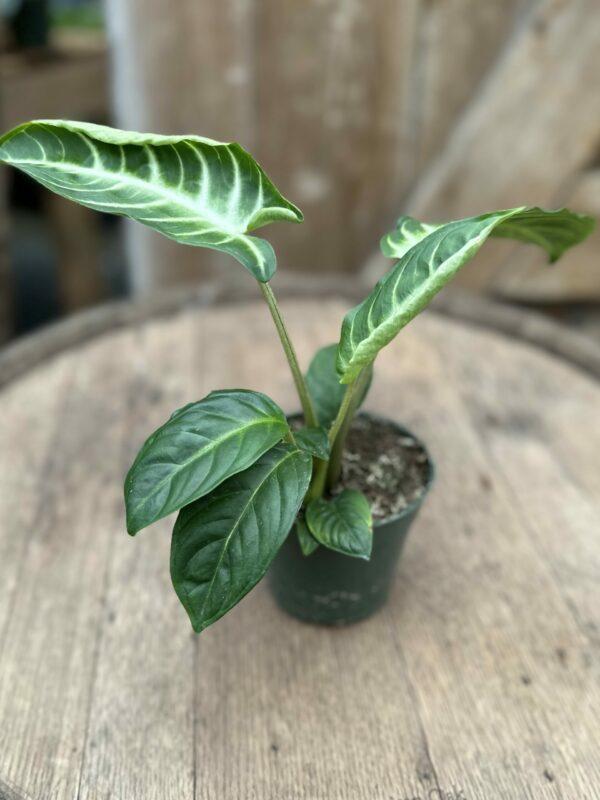 Xanthosoma Assorted - View 12 from www redcrocus com